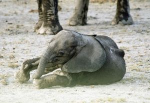 Infant Elephant at Amboseli